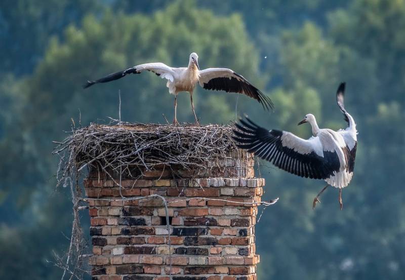 Professional Chimney Animal Removal Services in Braintree, Massachusetts