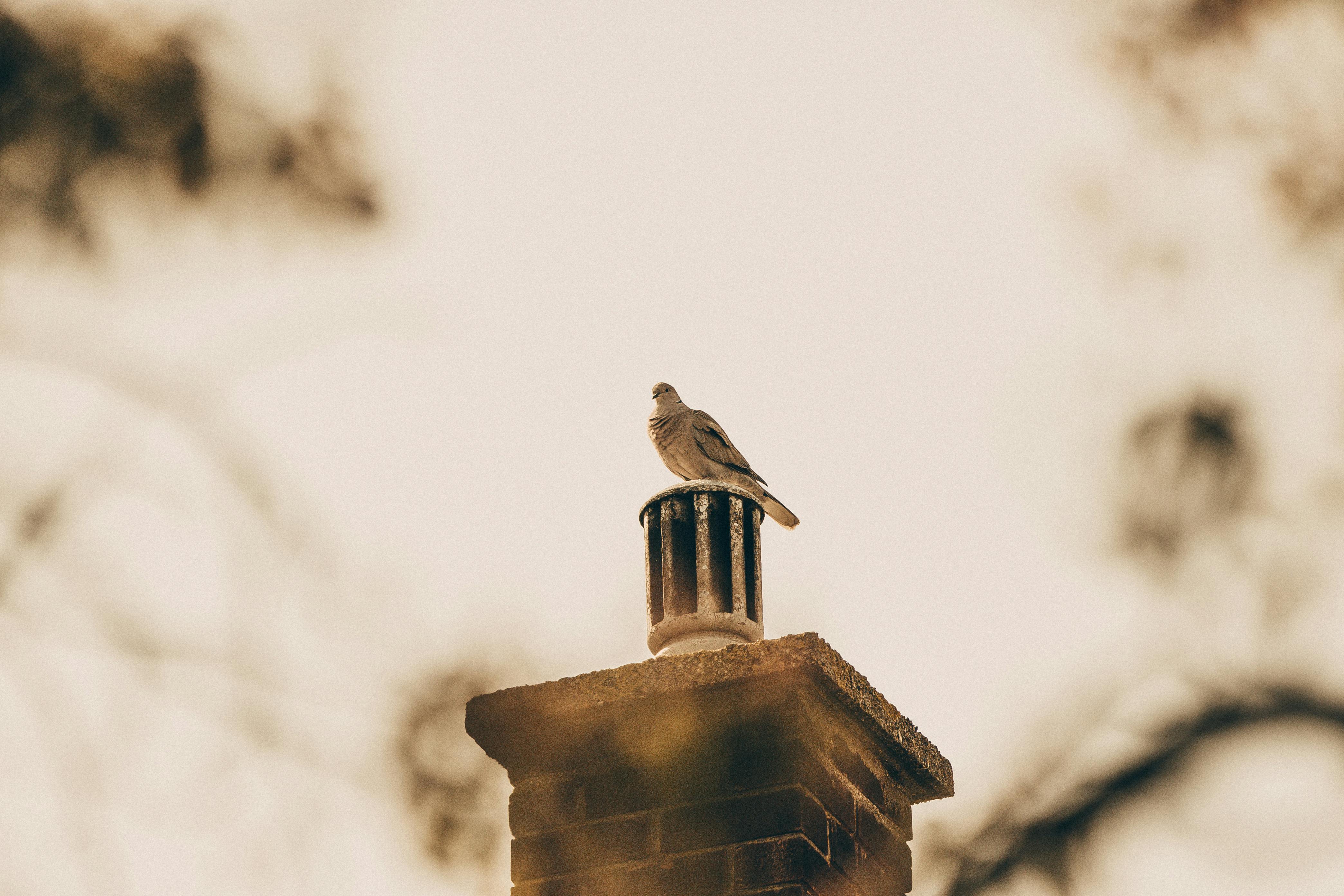 Expert Chimney Cap Installation in Braintree, Massachusetts